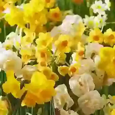 Tazetta Super Mixture